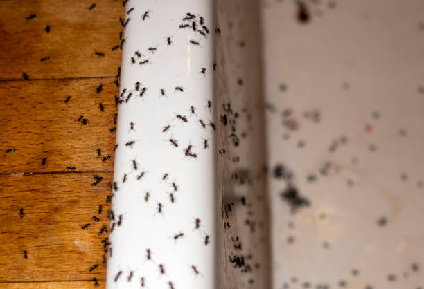 Best Bed Bug Extermination  in West Livingston, TX